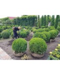 Самшит вічнозелений Куля | Самшит вечнозелёный Шар | Buxus sempervirens Ball